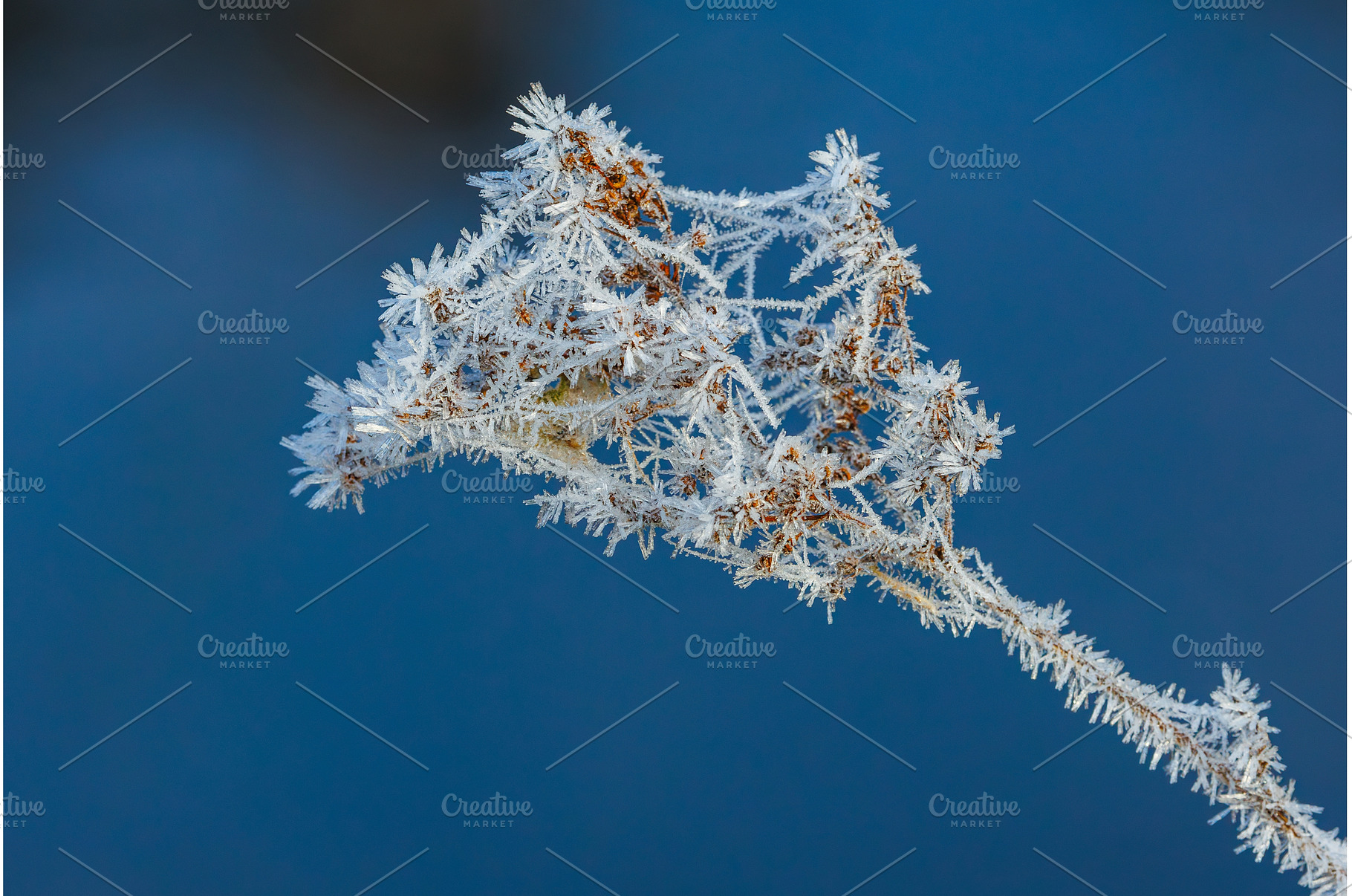Plant covered in frosty ice crystals, a Nature Photo by Lukas Jonaitis SHOP