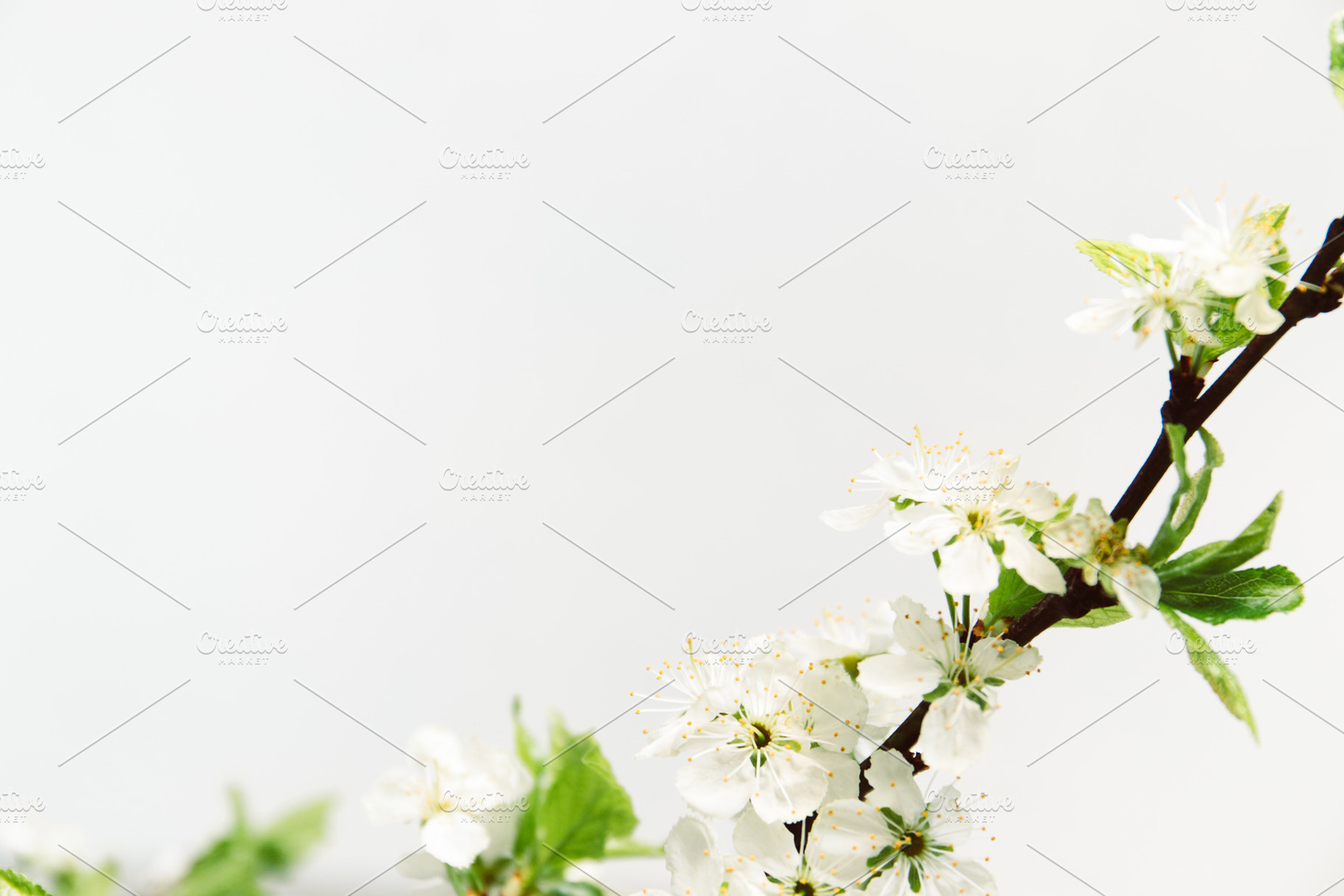 Branch of cherry blossom on white ba, a Nature Photo by Edalin's Store