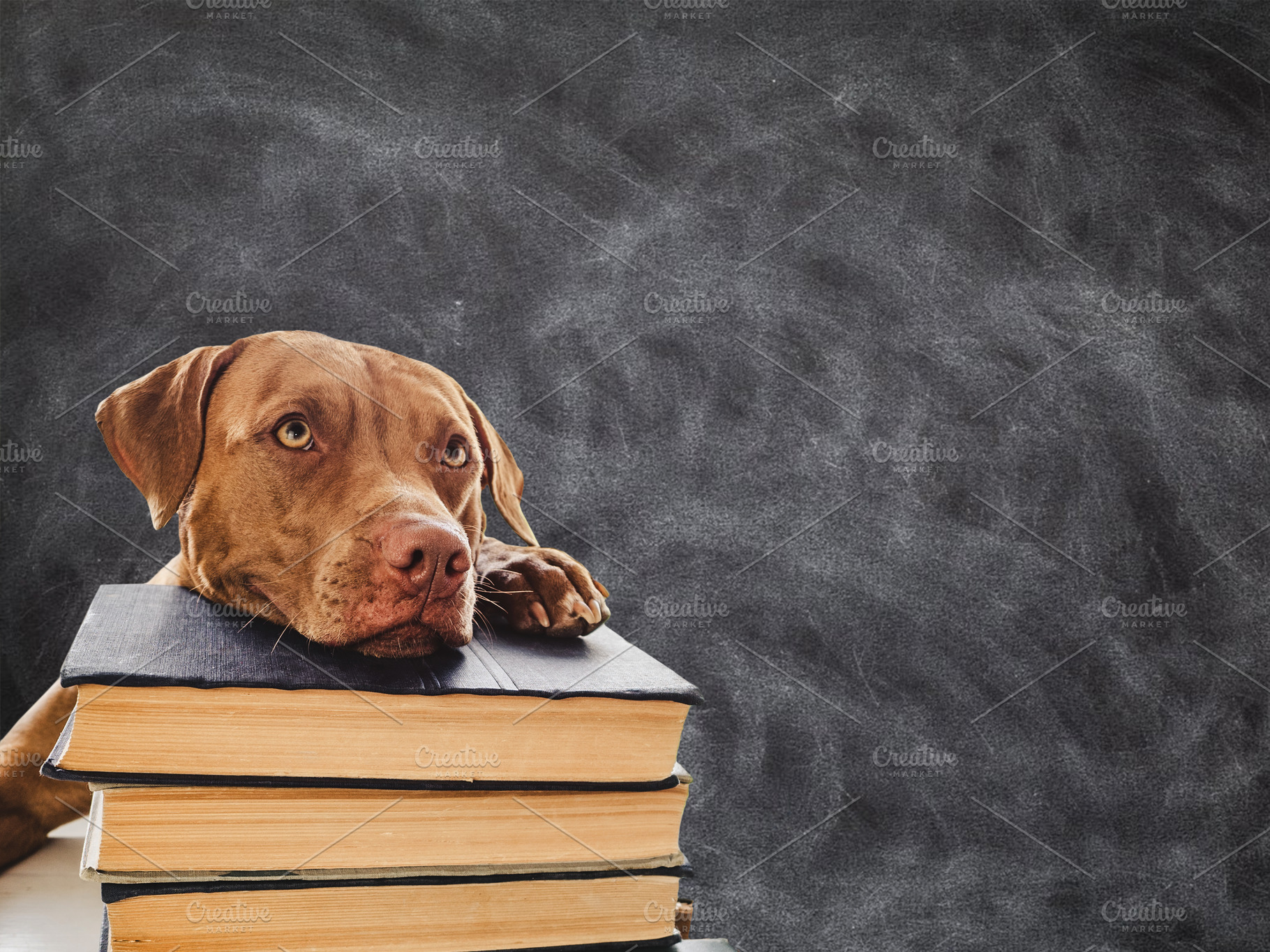 Back to school. Lovable, adorable puppy and vintage books, an Animal Photo by Svetlana Barchan