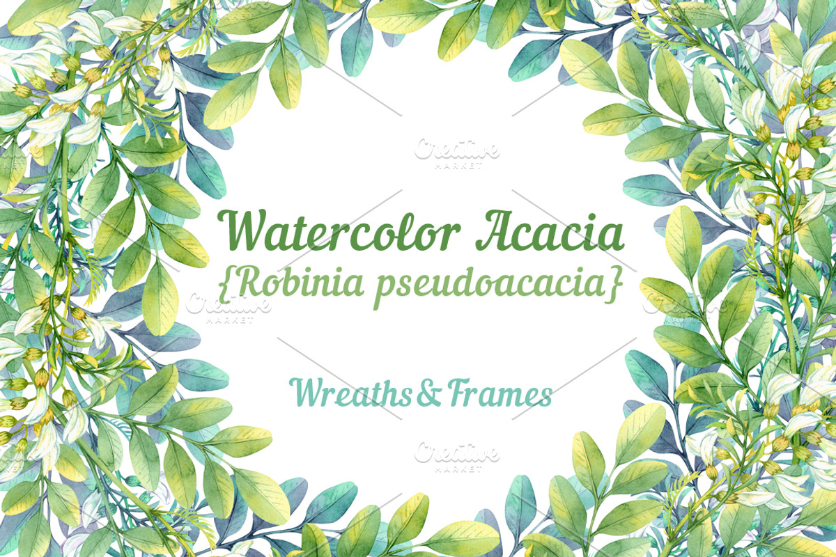 Watercolor acacia, an Illustration by Evgeniia Zagreeva (Photo 1 of 3)