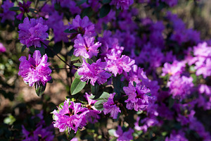 Purple azalea flower blossoms or rhododendron tree all over the field, background