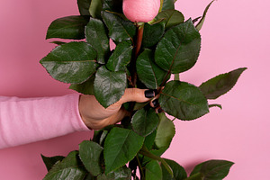 A hand holds a bouquet of red and pink roses against a pastel pi, a Nature Photo by Ales Munt