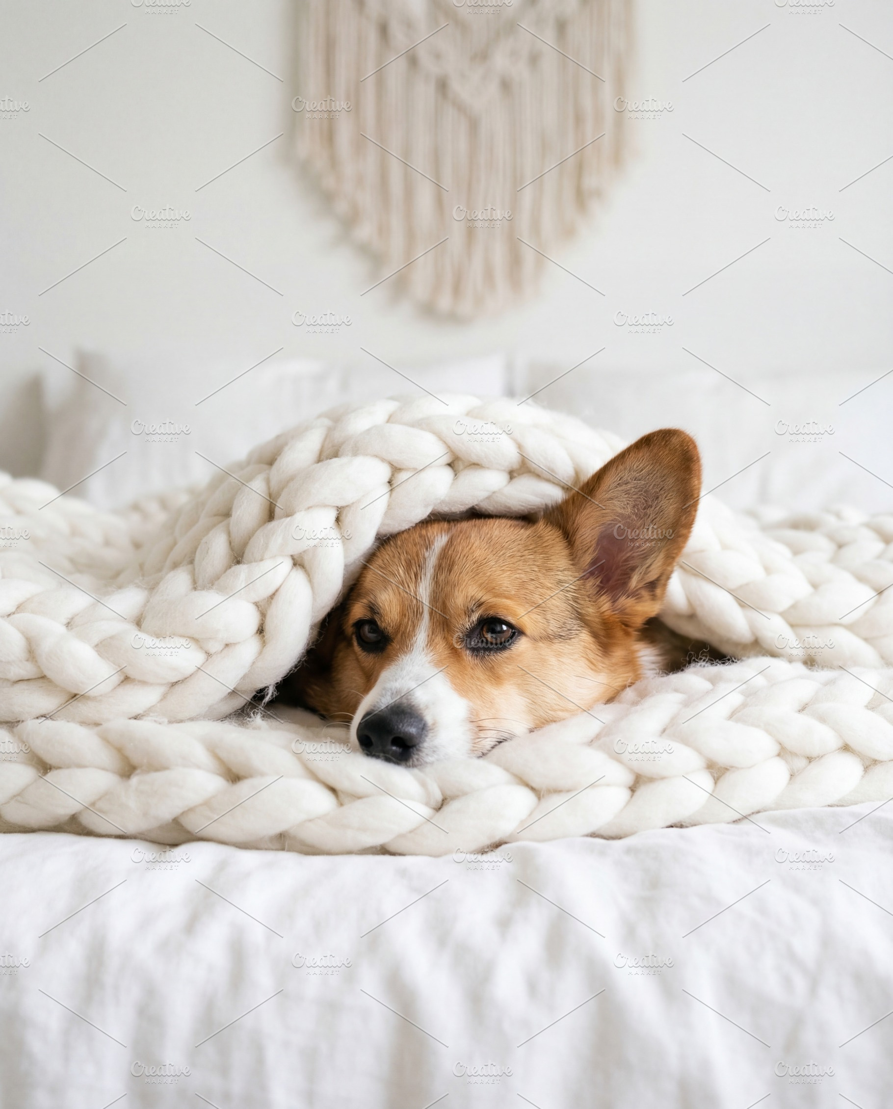 Adorable Corgi dog on bed, an Animal Photo by Virgo Studio
