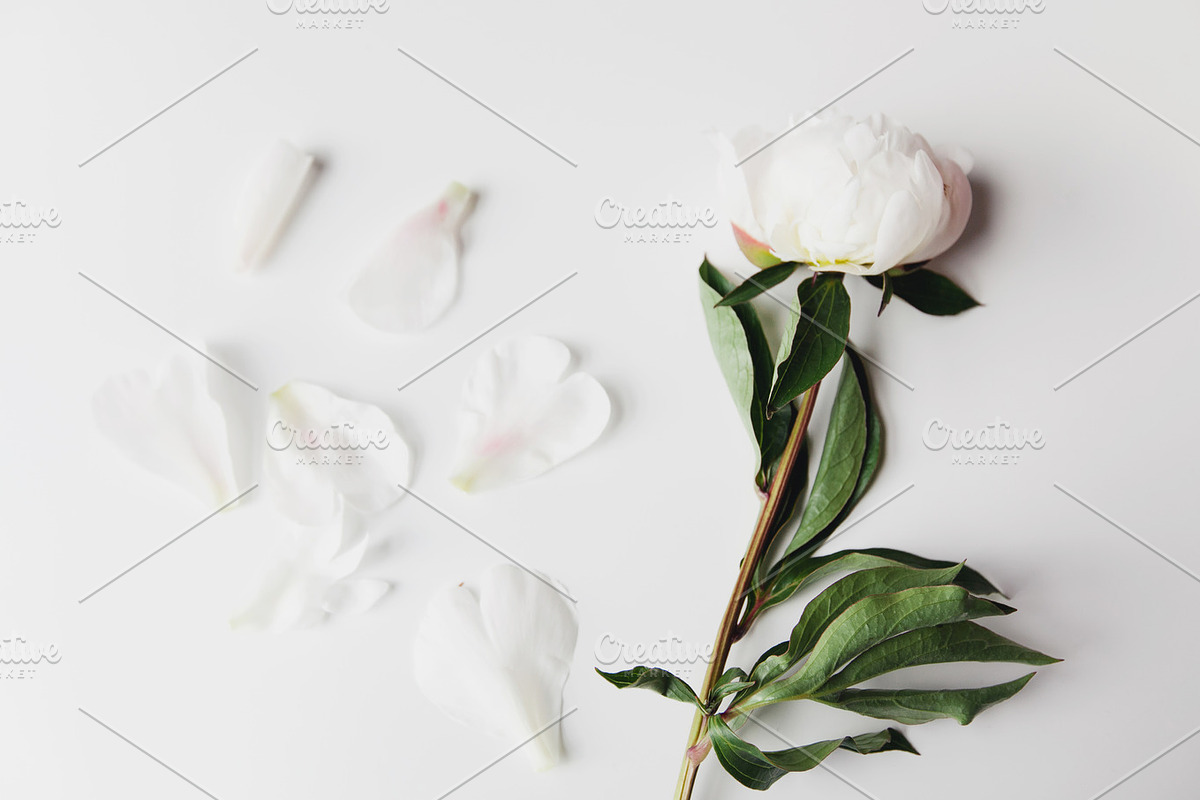 White Peony Bundle + Bonus, an Arts & Entertainment Photo by Light & Grace (Photo 4 of 8)