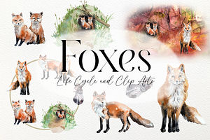 Fox Life Cycle And Clip Arts