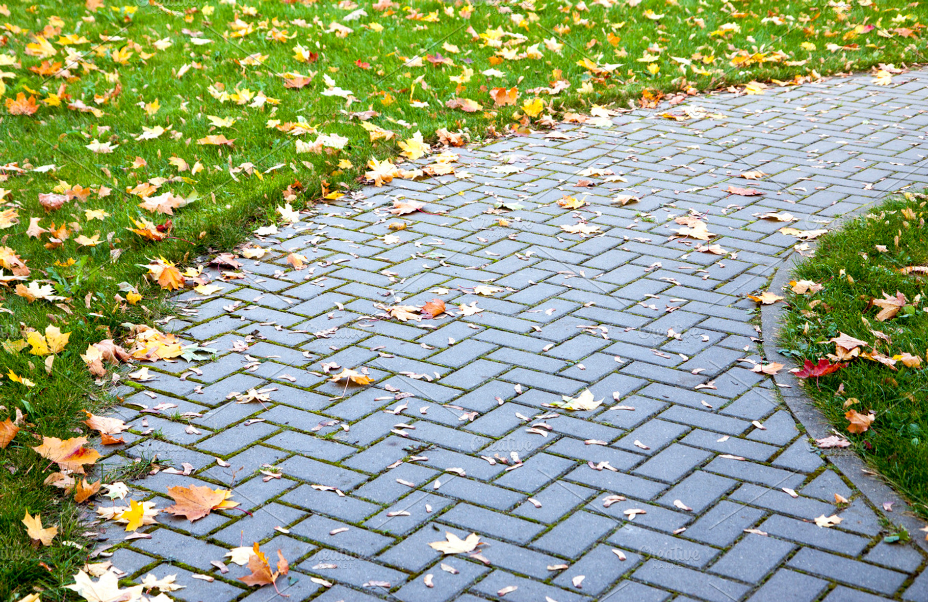 Pavement in autumn, a Nature Photo by BOOCYS