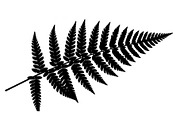 Floral Ornament Silhouette Bundle, an Illustration by BIPLOB EXPERT (Thumbnail 27 of 51)