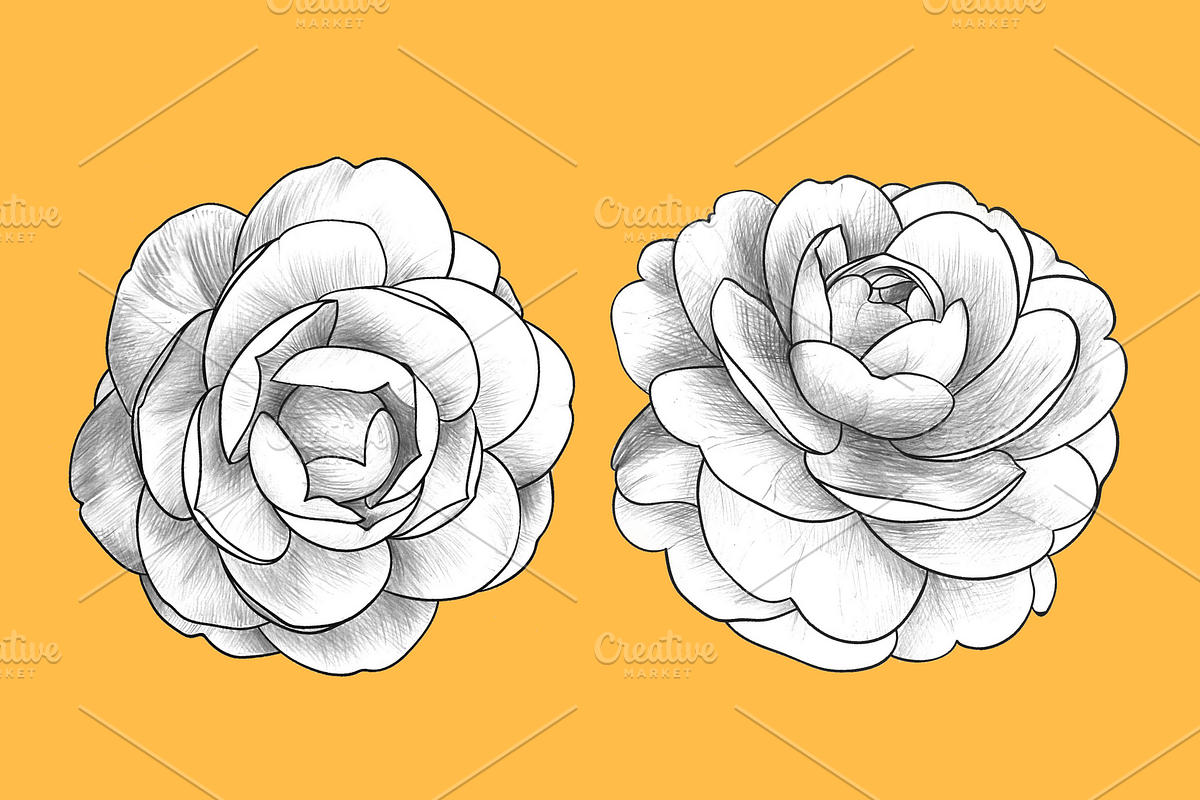 Camellia japonica, an Object Graphic by VictoriaKStudio (Photo 4 of 6)