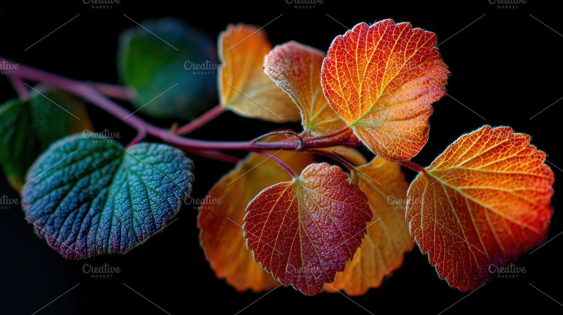 Autumn leaves branch vibrant colors, a Photo by Pixeness Studio