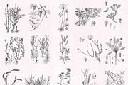 Dried Flowers, Petals, Shoots, an Illustration by TheBlackPixelCo (Thumbnail 8 of 8)