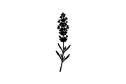 Lavender Botanical Silhouette Set, an Object Graphic by Designs_River (Thumbnail 3 of 3)