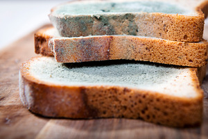 Moldy Bread, a Food & Drink Photo by THP Creative