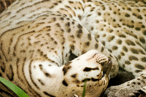 Ocelot Curled Up Sleeping, an Animal Photo by THP Creative
