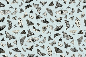 Butterflies And Moths. B&W