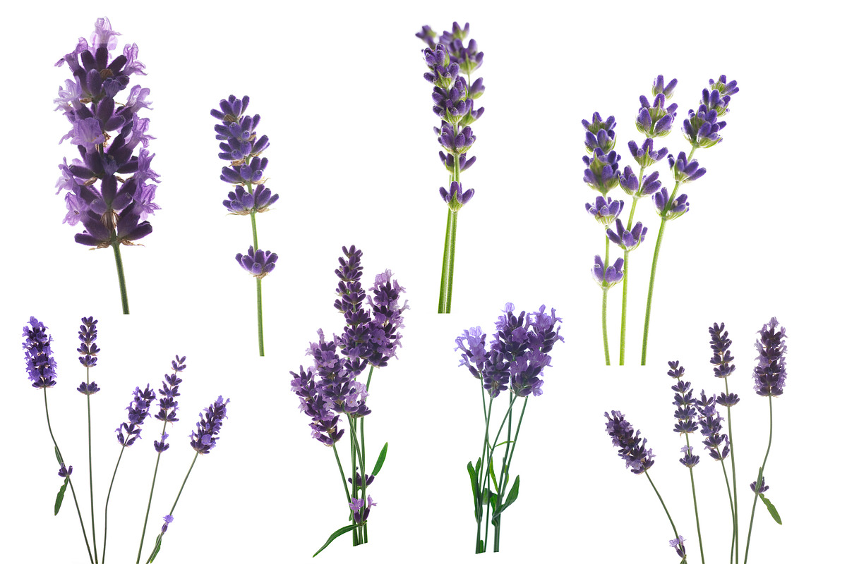 Lavender.PhotoSet, an Object Graphic by Pullia (Photo 2 of 4)