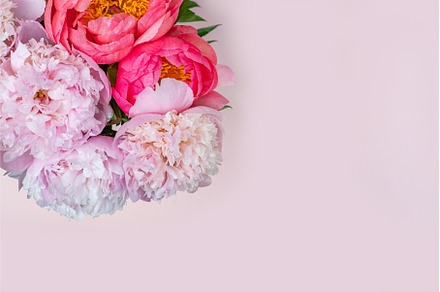 Fresh bunch of pink peonies