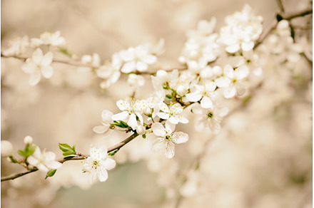 Plum spring flowers, a Nature Photo by Nature and travel