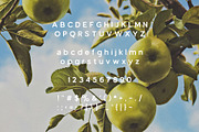Green Apple - Vintage Sans Serif, a Sans Serif Font by Schrifted Type (Thumbnail 7 of 8)