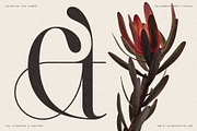 Netsera Calligraphic Serif Typeface, a Serif Font by SilverStag Type Foundry (Thumbnail 9 of 30)