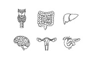 Internal Organs.Vector illlustration, a Healthcare Illustration by Tettygreen (Thumbnail 3 of 3)