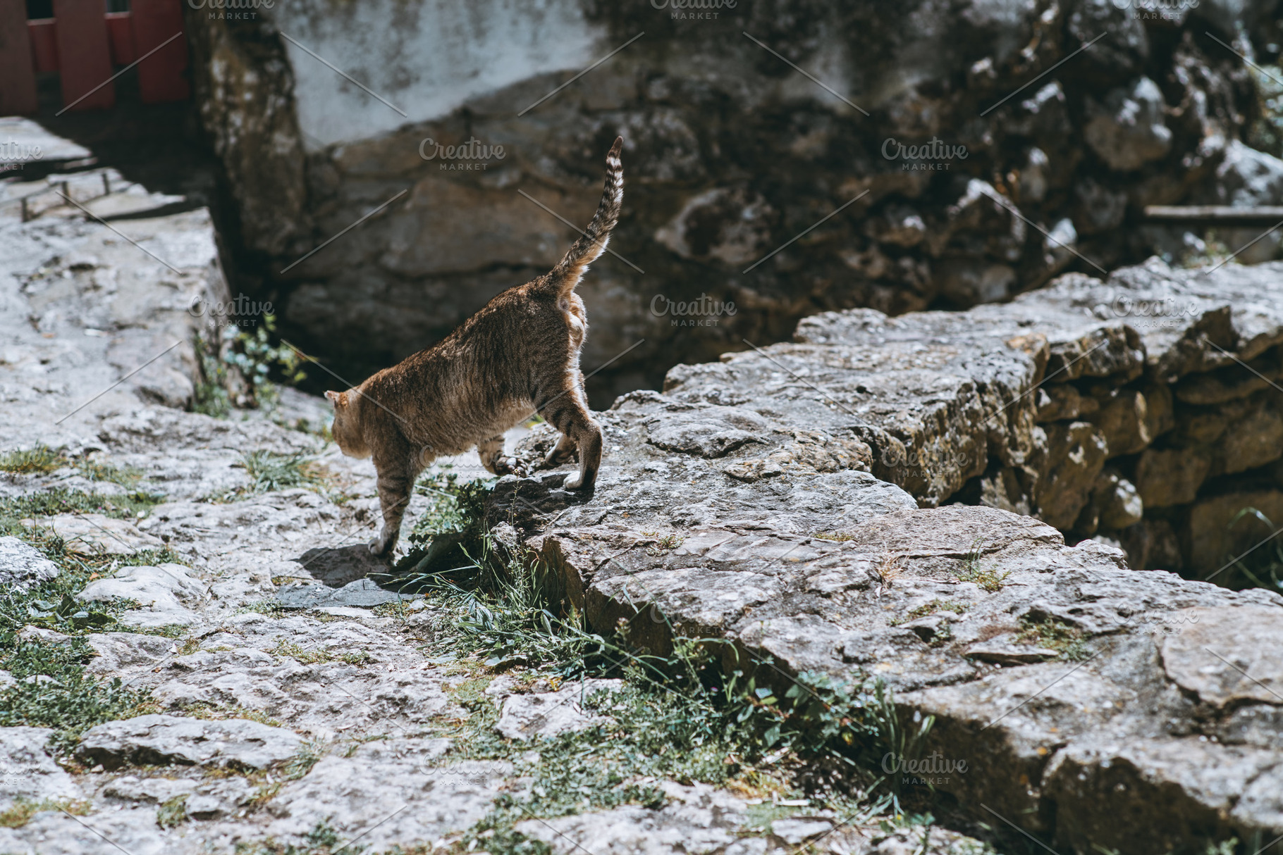 Tabby cat walking on stone path, an Animal Photo by SkyNext