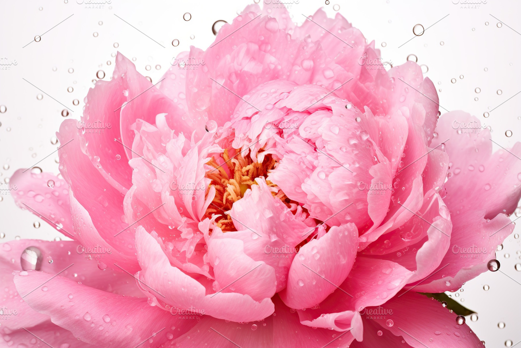 Pink peony flowers with water drops on white background, a Nature Photo by AlyaAnd