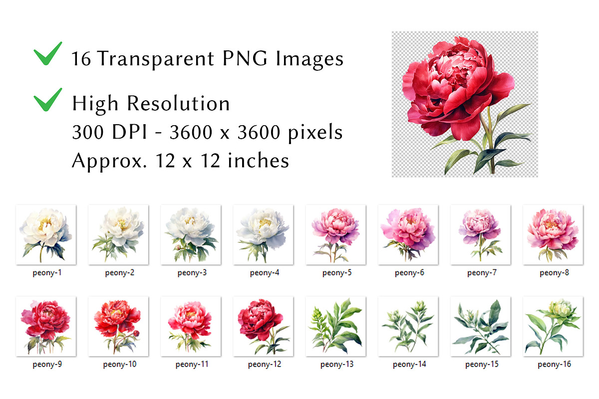 Peony Flower Watercolor Clipart, a Decorative Illustration by milkghost (Photo 2 of 2)