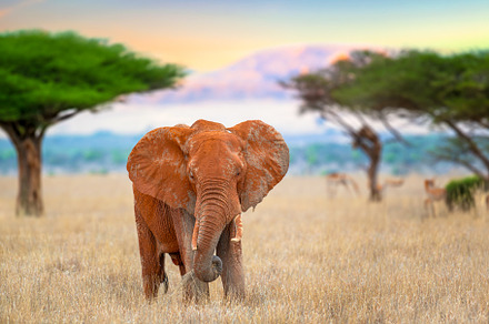 Elephant standing in savannah with acacia trees in sunset backgr, an Animal Photo by Byrdyak