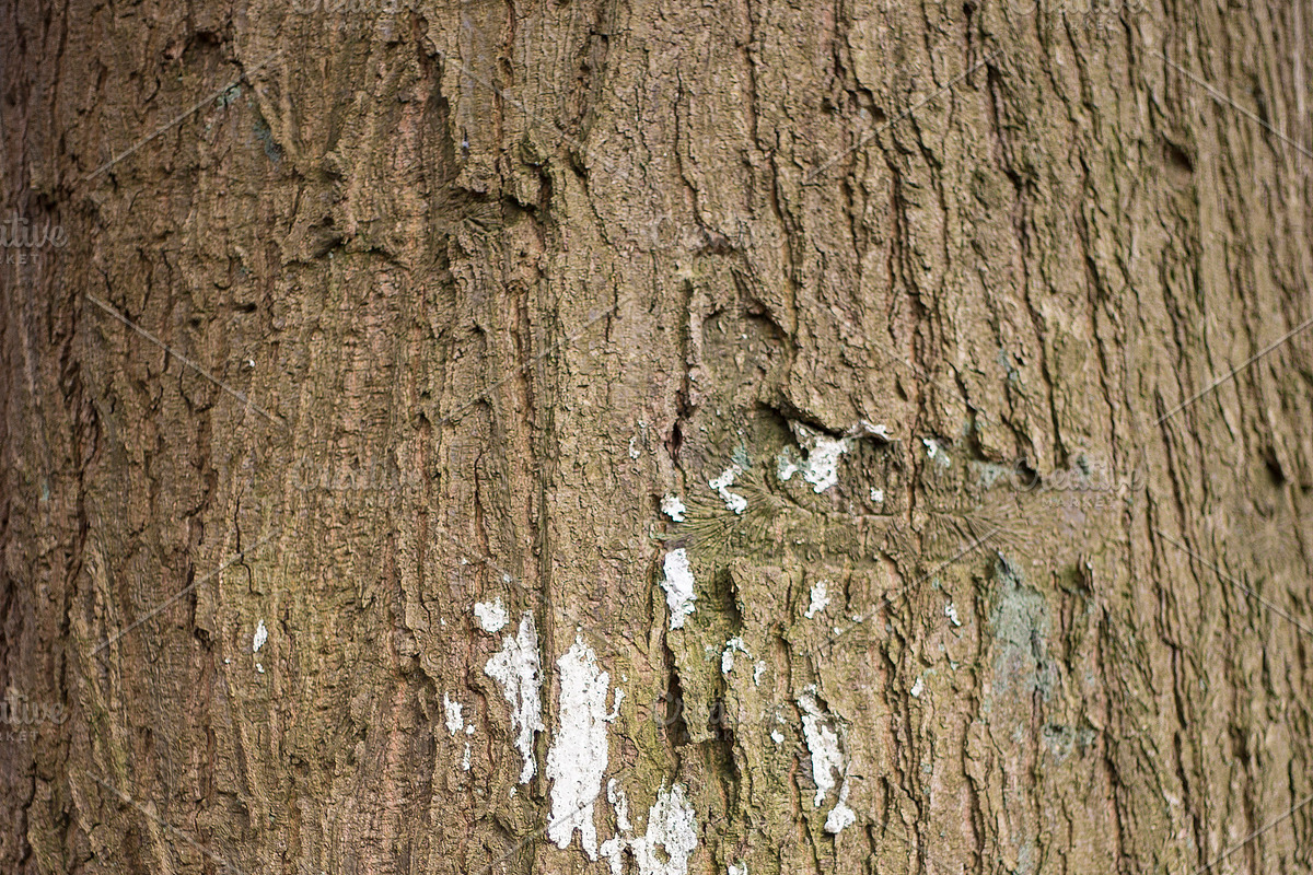Wood Pack preview 2