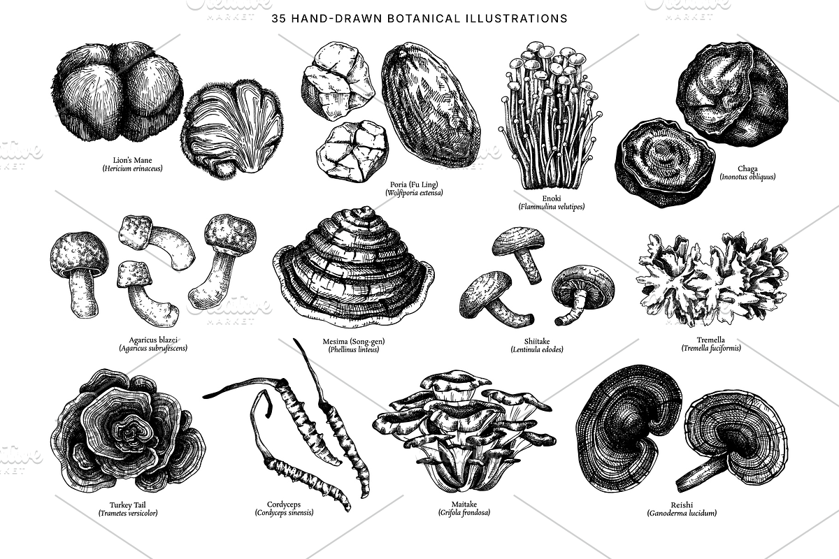 Medicinal Mushrooms & Plants Set, a Healthcare Illustration by Yevheniia (Photo 3 of 12)