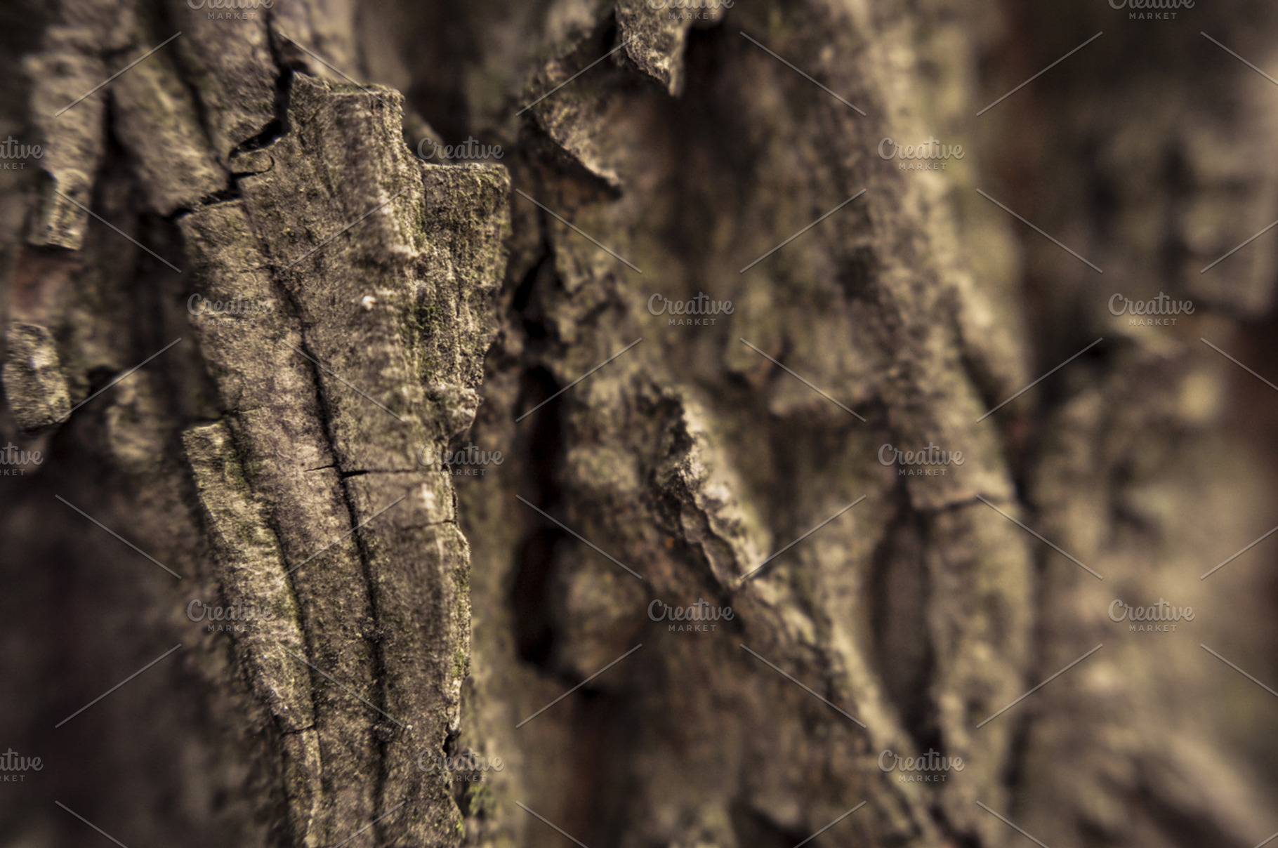 Tree Bark Containing Wood Tree And Bark