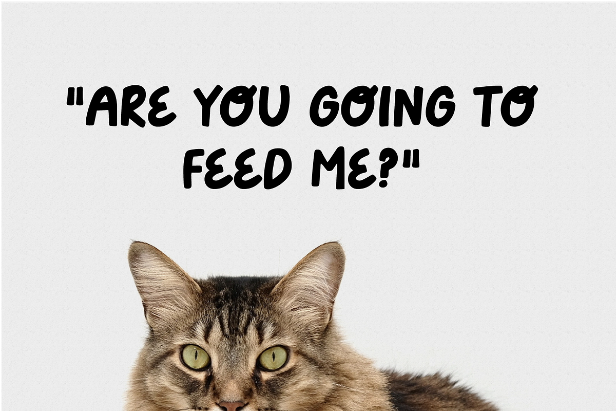 Furry Friend Handwritten Bold Font, a Handwritten Font by Forth and Wild (Photo 4 of 7)