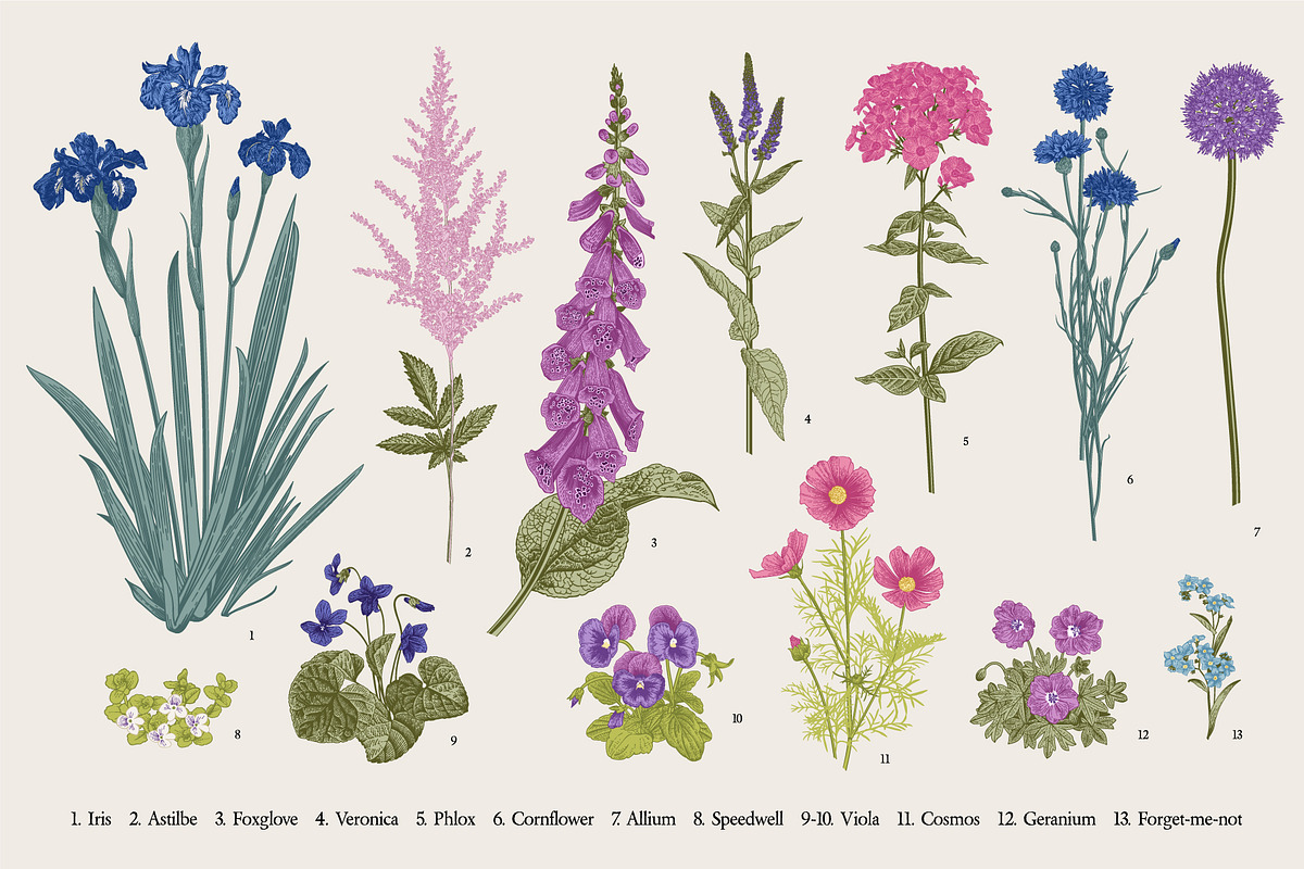 Garden flowers. Colorful, an Illustration by olga.korneeva (Photo 2 of 5)