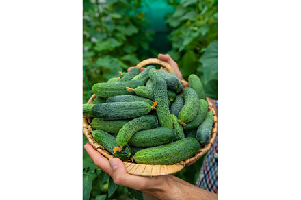 A man holds a harvest of cucumbers, a Food & Drink Photo by yanadjana
