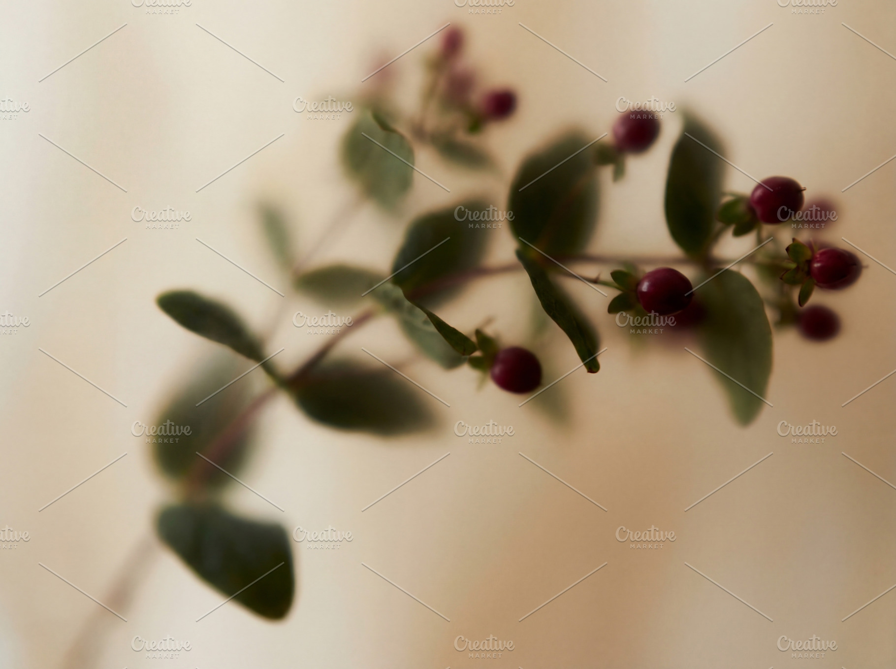 Soft focus botanical branch, a Nature Photo by Virgo Studio