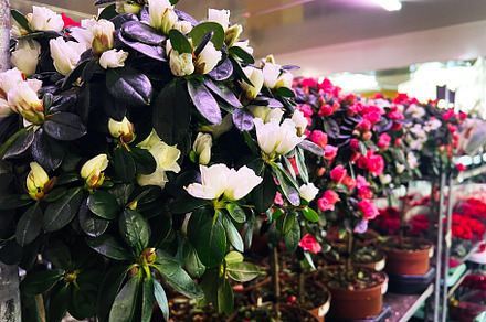 Beautiful indoor flowering plants with white and red blooms in ceramic pots, a Photo by AS photostudio