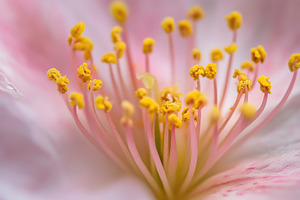 Closeup of delicate pink cherry, a Photo by Pavel_design