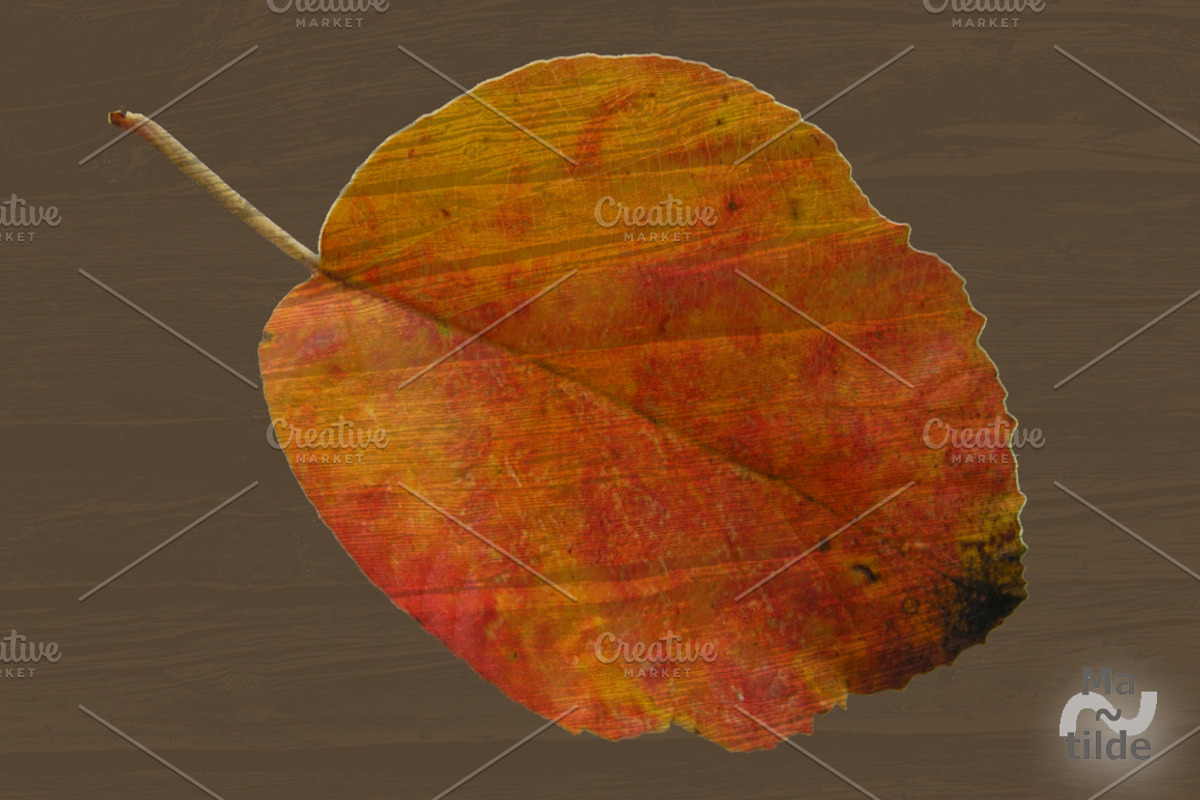 Old Wood, a Texture Graphic by MatildeGraphics (Photo 5 of 7)