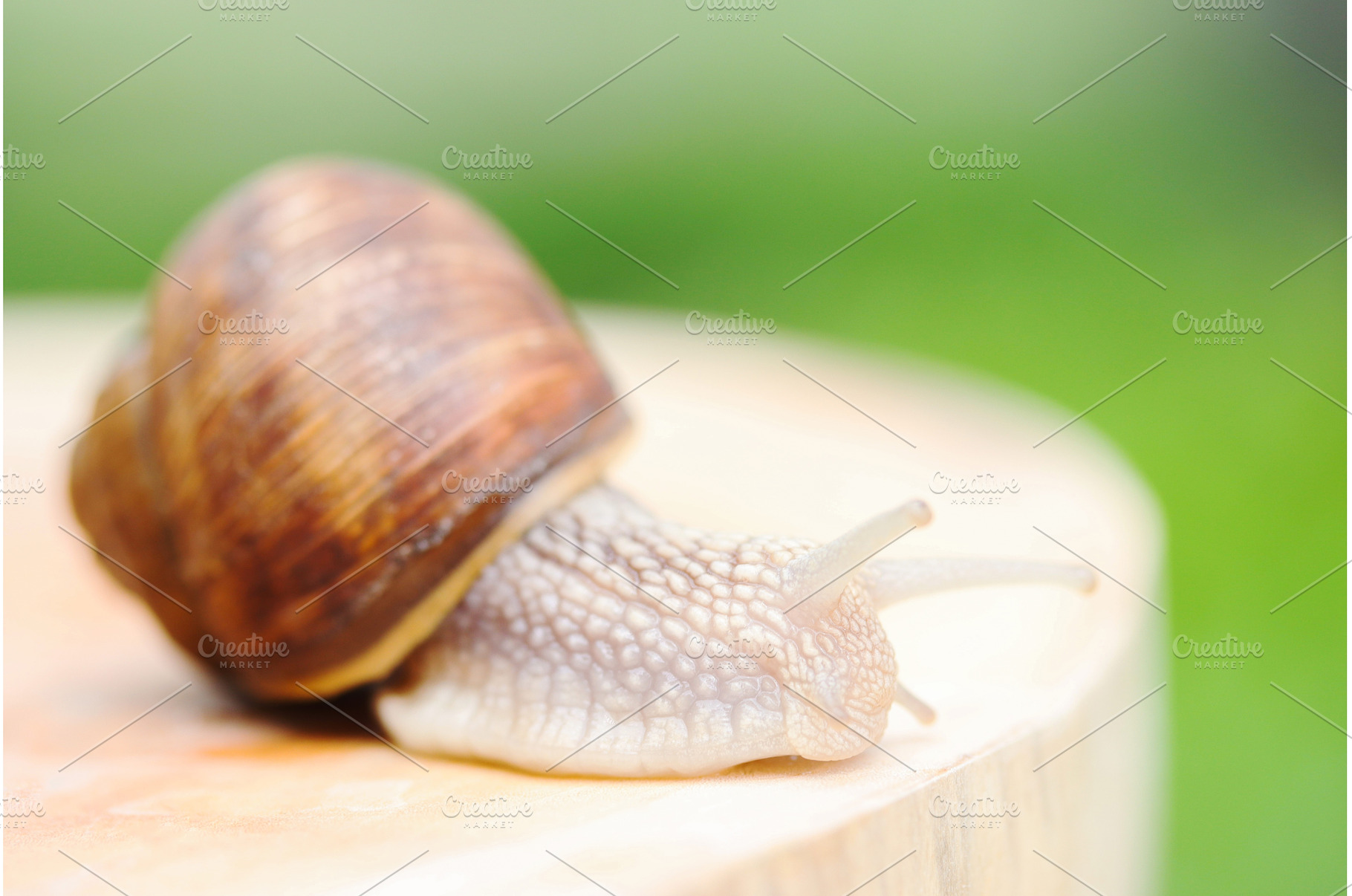 Large Grape Snail Crawling on a, an Animal Photo by Pakosta
