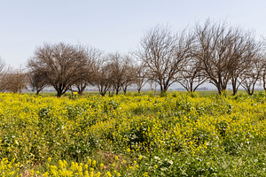Mustard bloom near Hula Lake, a Nature Photo by Imaginarium