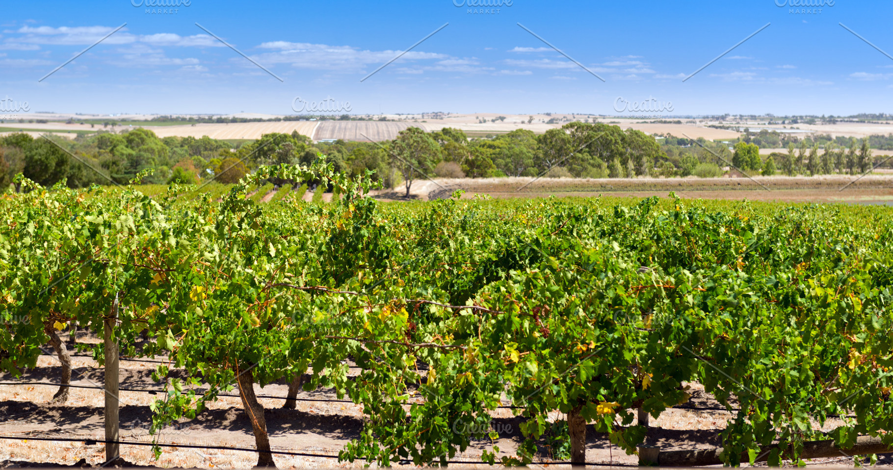 Barossa Valley, a Nature Photo by THP Creative