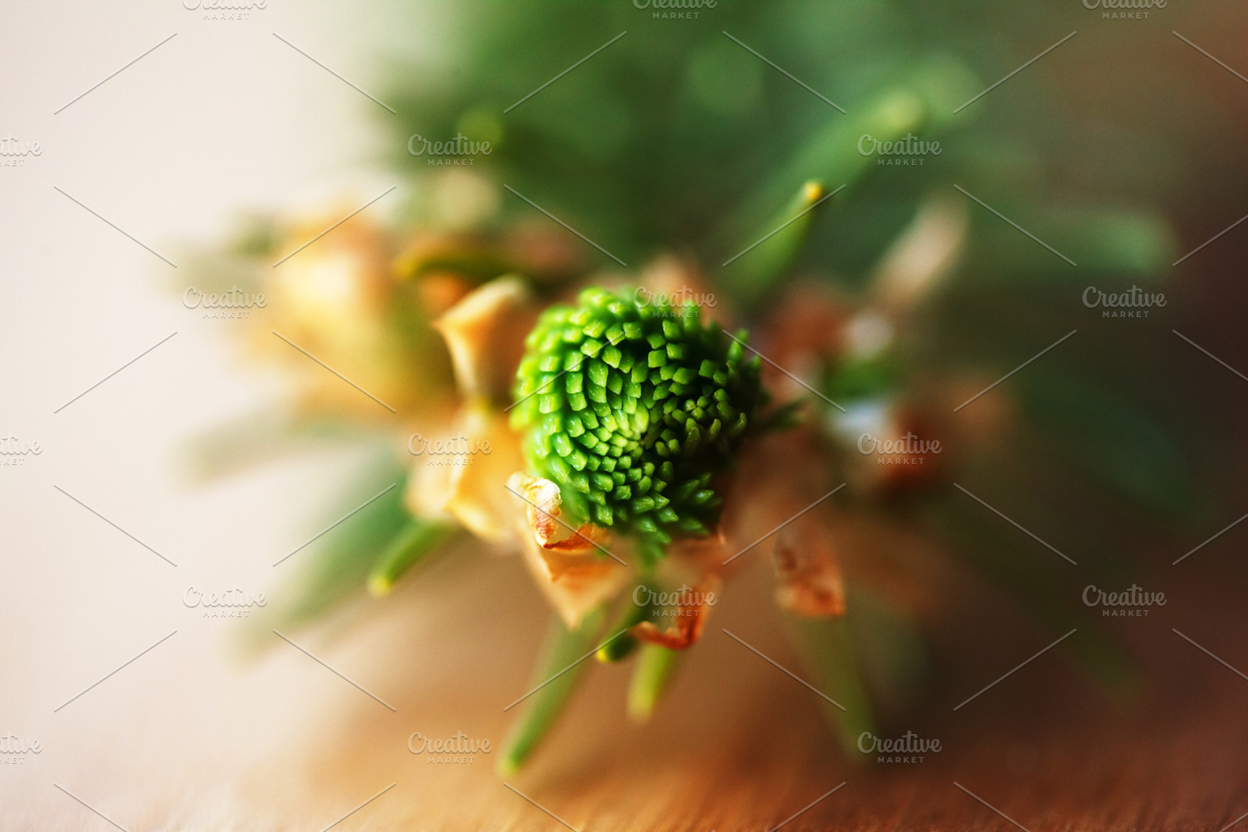 Macro view from above of a young spruce tree bud starting to bloom., a Nature Photo by Rohan Photography