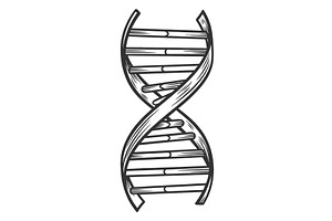 DNA Double Helix Genetic Structure, a Healthcare Illustration by AlexArt