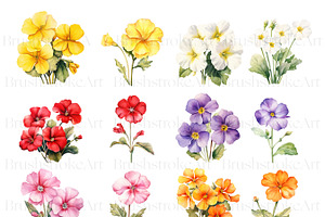 Watercolor Primrose Birth Flower PNG