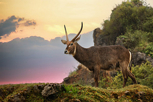 African waterbuck in the wild at a c, an Animal Photo by Perpis