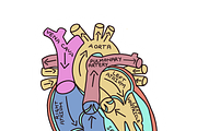 Biology & Anatomy goodnotes stickers, an Education Illustration by Noorist (Thumbnail 13 of 32)