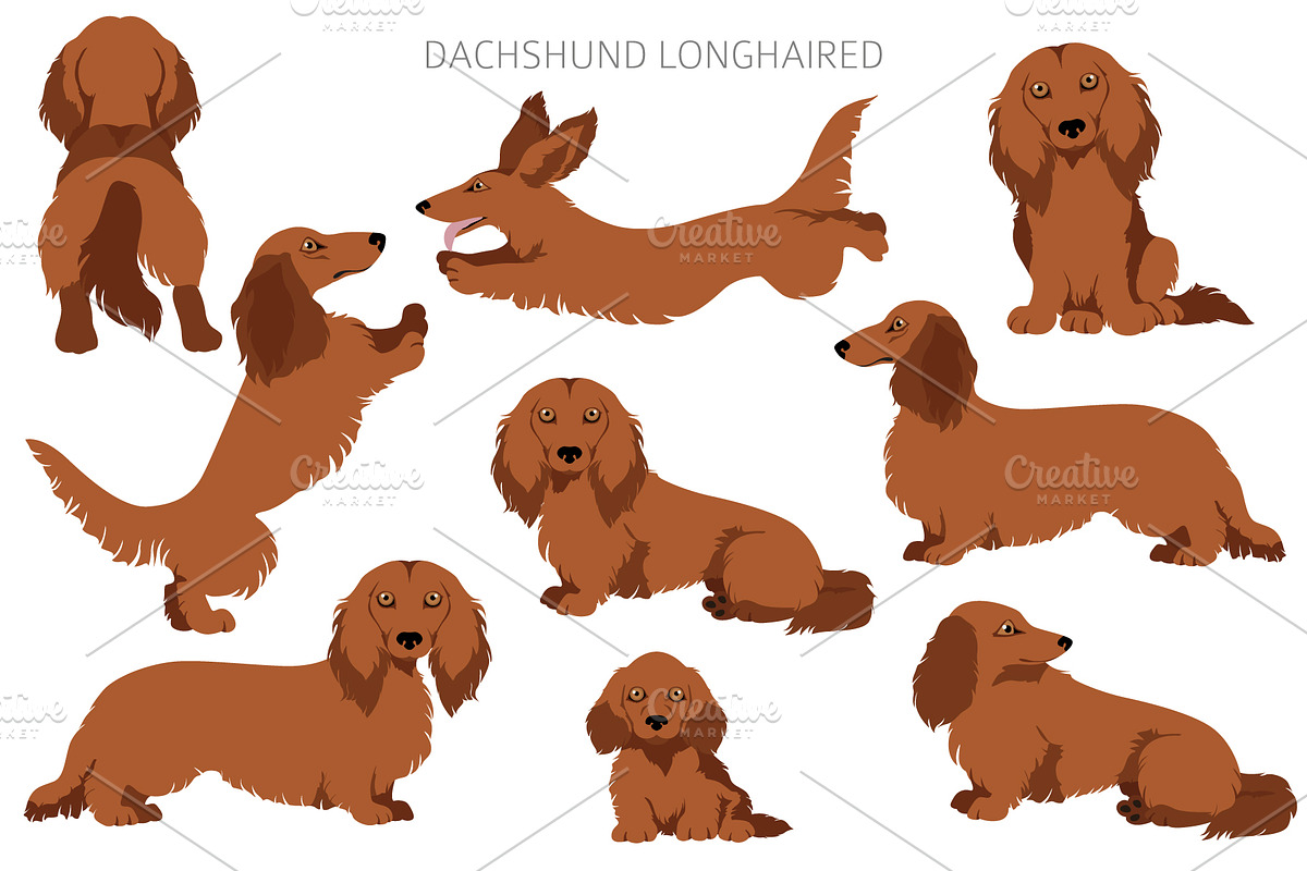 Dachshund longhaired clipart, an Animal Illustration by pet design shop (Photo 7 of 10)