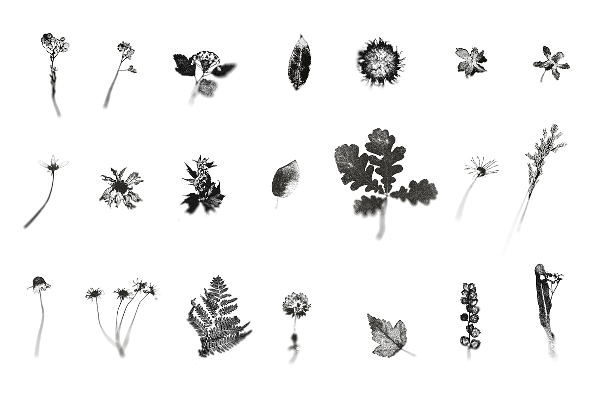 HERBARIA. Pressed Wildflower Scans, an Object Graphic by Schumacher Shop (Photo 18 of 21)