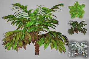 Alsophila Fern Averahe HIGH