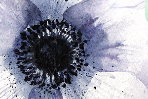 Watercolor Anemone Flowers Clipart